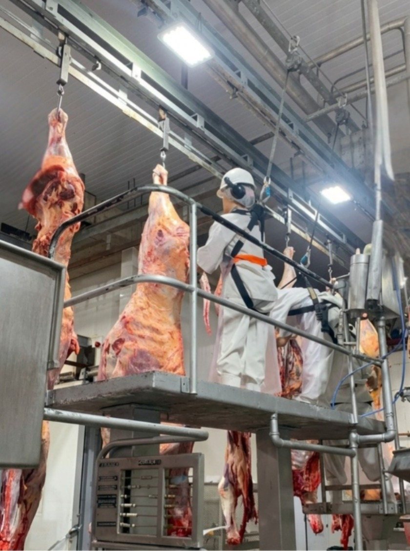 Processo frigorifico Frigourias 7